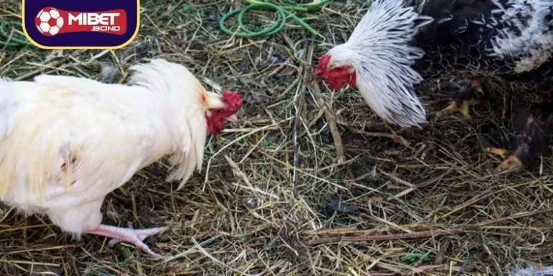 Cách chơi đá gà siêu hiệu quả